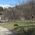 Novi slučajevi trovanja pasa u Ivanjici: Meštani naselja Ključ tvrde da je otrov bacan ispred kuća (VIDEO)