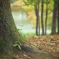 Drveće ipak ne može da upije onoliko CO2 koliko se mislilo