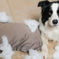 Ovi psi ne vole da budu sami: Mogu da laju, cvile i uništavaju stvari čim odete iz kuće