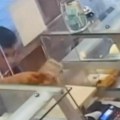 Krađa u Zemunu uživo: Pogledajte kako je lopov ukrao pare u pekari, a onda lagano odšetao (video)