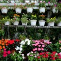 Za šareniji Beograd: Počela sadnja cveća širom grada