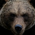 Medvedi sve bliži kućama u Crnoj Gori: Stručnjaci poslali važno upozorenje!