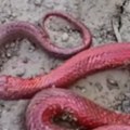 "Ovo u životu nismo videli... Ljudi kakvo je ovo stvorenje?!" Crnogorci kopali temelj za kuću, snimili su neočekivan prizor…
