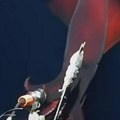 Истраживачи су спустили камере на дно океана, а онда се појавило језиво створење: Његови пипци су застрашујући! (видео)