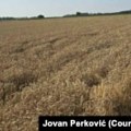 Ratari u RS 'žanju' gubitke zbog cijene pšenice