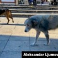 Vlada Crne Gore upozorava na zdravstvene i bezbjednosne rizike zbog napuštenih pasa