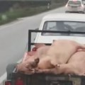 Ово има само у Срему Сезона свињокоља је у пуном јеку, па ни приколица пуна прасића није ништа необично или можда и јесте…