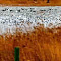 Dojran pun života: Kiša podigla jezero, ptice preplavile obalu
