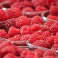 Malina u otkupu od 400 do 450 dinara, u maloprodaji i do 13 evra po kilogramu