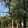 Klimatske promene menjaju zelenilo Banata: Sve više sadnica otpornih na vrućine