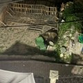 Medvedi haraju po makedonskim selima: Bivši poslanik snimio zver u svom dvorištu (foto)