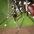 Dve osobe u Srbiji umrle posle uboda zaraženog komarca a ovo su simptomi koji pale alarm