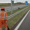 Putari jurili prase po: Auto-putu Haos kod Surčina: Svinja pobegla između bankina, vozači u čudu (video)