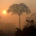 Klimatske promene glavni krivac za rekordnu sušu u Amazonskoj prašumi