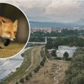 Besne lisice stigle u grad: Kako je Niš proglašen područjem zaraženim besnilom?
