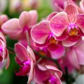 Ovo je tajna kako da imate najlepše orhideje Ako im date ovu tečnost, cvetaće kao lude