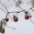 Mraz i sneg oštetili voće i povrće u okolini Čačka, Ivanjice i Kraljeva