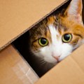 Sedam dana živela u kutiji Porodica greškom poslala mačku poštom u drugu državu