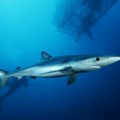 "Ретко напада људе": Стручњаци о ајкули уловљеној у Црној Гори, у питању је заштићена врста