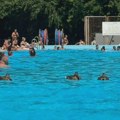 (FOTO) Neobični kupači na pančevačkom bazenu: Patke pronašle način da se raslade, pa se odomaćile