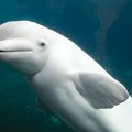 Kanadski zabavni park preti da će uspavati 30 beluga kitova jer vlada neće da ih premesti u Kinu