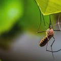 Groznica Zapadnog Nila utvrđena u Srbiji, epidemiolog Radovanović za Insajder: "Problem je što većina zaraženih nema simptome"…