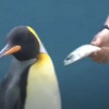 VIDEO: Akvarijum pokušao pingvinima i vidrama da podvali jeftinu ribu, životinje neće ni da je vide