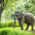 Slon nasrnuo na vozilo sa grupom turista, jedna žena poginula