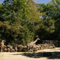 Vrućine smetaju i životinjama: Kako se rashlađuju stanovnici zoo vrta - ovim vrstama je pomoć najpotrebnija