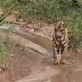 Tigar naišao na ovu neman, pa zastao Kamere zabeležile jeziv susret (video)