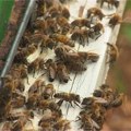 Beograđani bezdušno ubili roj pčela: Ljudi zgroženi prizorom, mnogi nisu ni svesni posledica! Ako nam nestanu pčele…