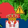 Рекордна концентрација амброзије у Србији Власници земљишта морају да је уклоне или да плате