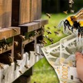 Станковићи почели са 4 кошнице, а сада имају 120: Пчелињак наследили од предака, а мед врцају са ових ливада