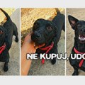 Ne kupuj, udomi: Malena Lola čeka svoj dom i svog čoveka Ne kupuj - udomi