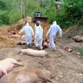 Afrička kuga svinja se širi regionom