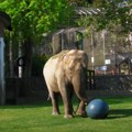 Beogradski zoološki vrt: Uginula slonica Tvigi