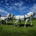 Međunarodna smotra paradnih konja i fijakera u Crepaji