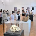 „Fosili kao odrazi prošlosti“: Izložba beogradskog Prirodnjačkog muzeja u Gradskom muzeju u Vršcu