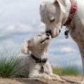 Ženka psa lutalice dovela u veterinarsku kliniku u Turskoj štene u kritičnom stanju