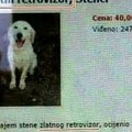 "Zlatni retrovizor, štenci": Oglas iz Srbije ponovo napravio haos na mrežama! Ljudi ne veruju šta su pročitali