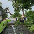 Drvo se srušilo na autobus kod Pančeva