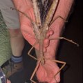 Otkrivena nova vrsta insekta: Zastrašujuće je veliki, retko kome bi bilo svejedno da ga ugleda! Moguće je i da nema težeg…