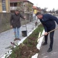 И ове године, на подручју града и околине, биће засађено нових 670 стабала и преко 2.200 комада украсног шибља и трава