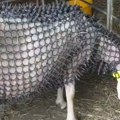 Тврди да његова мрежа штити овце од вукова: Погледајте те шиљке, али могу ли да зауставе крвожедне звери