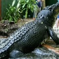 Dečaka (3) bacio krokodilima: Užas u zoološkom vrtu: Mališan teško povređen