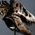 Tiranosaurus reks prodat za rekordnih 43,8 miliona evra