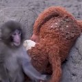 Mladunče japanskog makakija Panč sutra proslavlja prvi rođendan