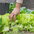 Ribe i salata u istom plasteniku? Srbin napravio čudo od farme: Proizvede 1,5 tona hrane nedeljno bez kapi hemije, a evo u…