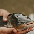 Upecao ribu koja sadrži otrov 1.250 puta jači od cijanida Dražen je ulovio na varalicu! Može da izazove paralizu mišića…