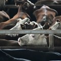 Britanske farme pogođene epidemijom virusa plavog jezika